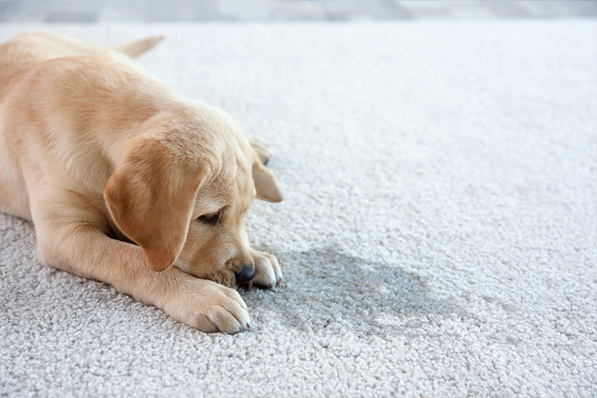Pet Stains And Odor Removal